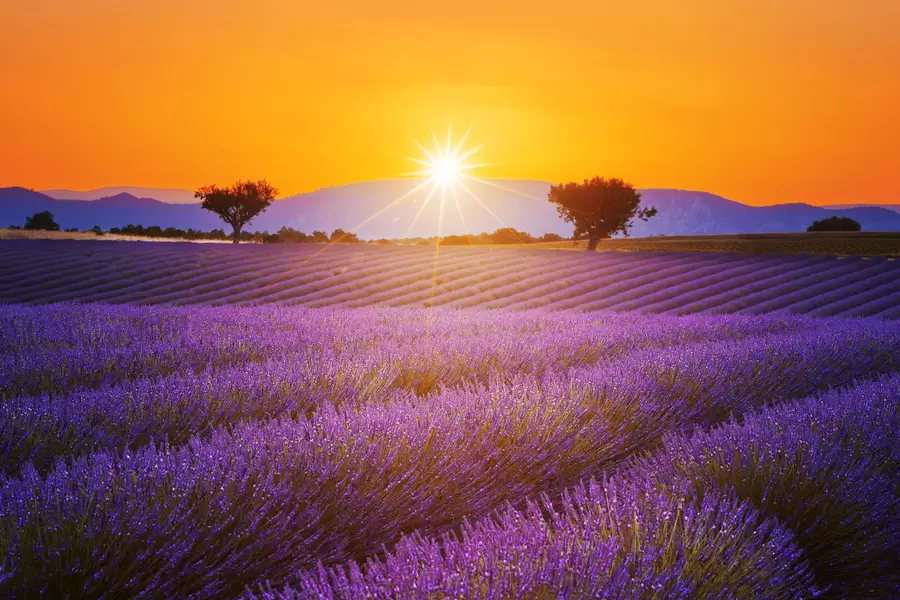 Campos de lavanda