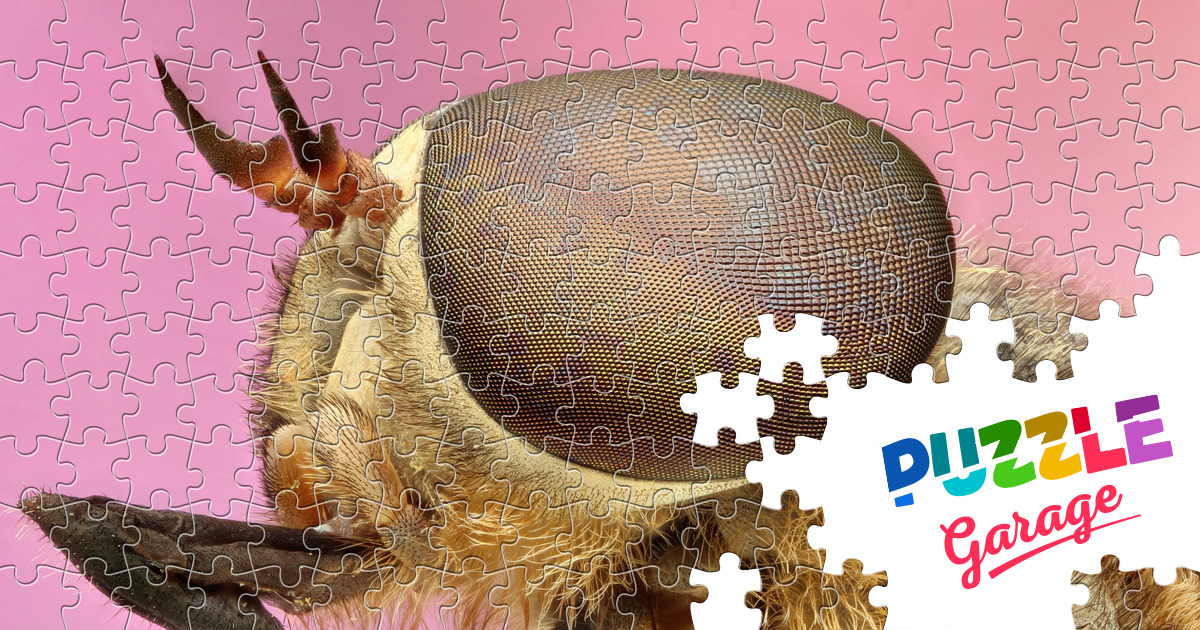 Fly Jigsaw Puzzle (Animals, Insects) | Puzzle Garage
