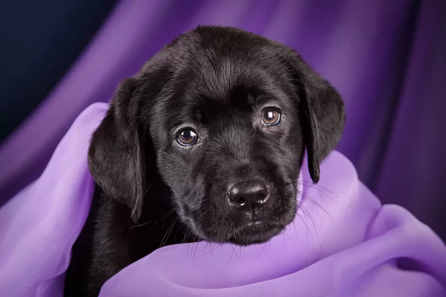 Cățeluș labrador negru