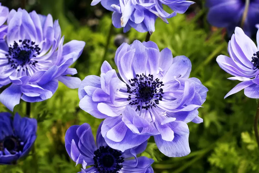 Anemóne coronária
