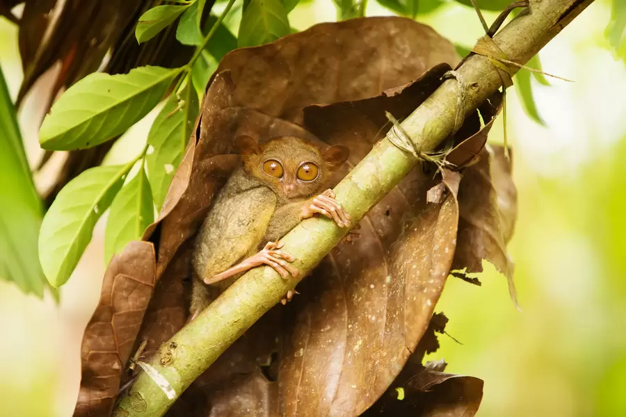 Tarsier