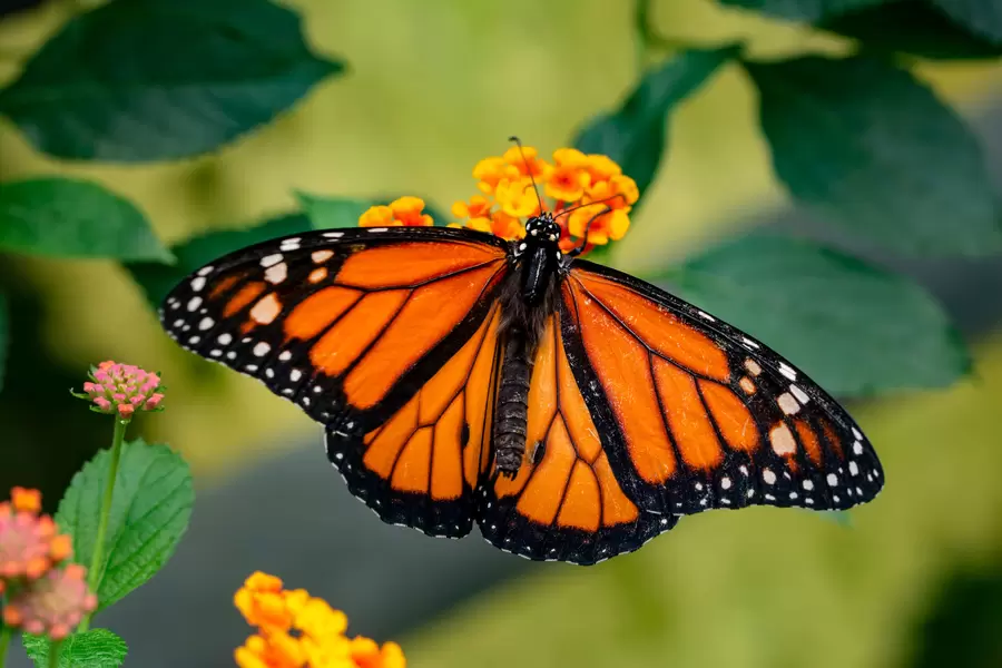 Danaus plexippus