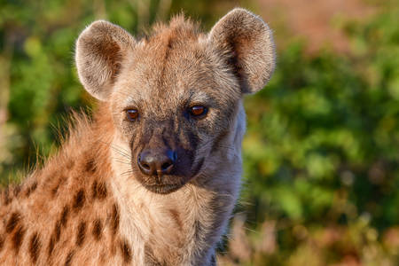 Prickig hyena