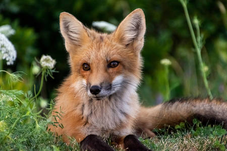 The fox lies on the grass