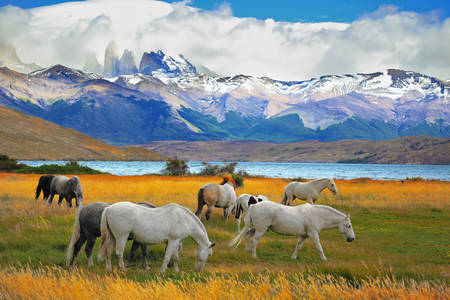 Horses near the lake in Torres del Paine