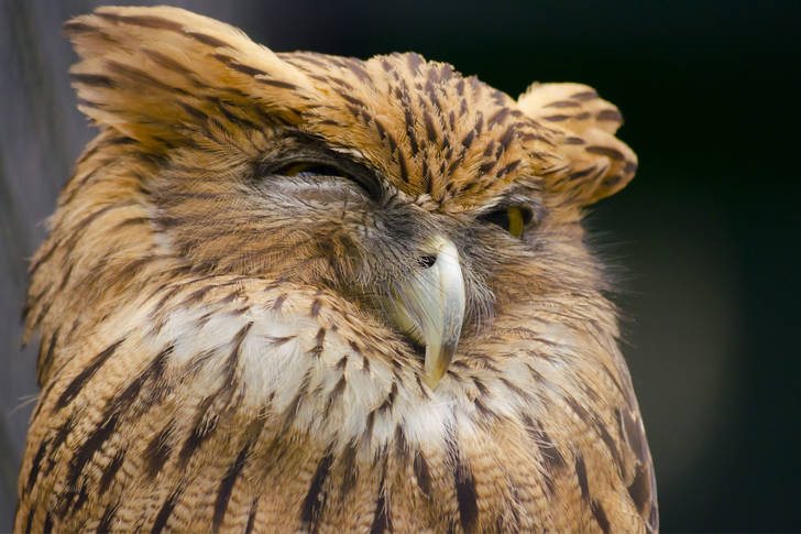Sleepy owl