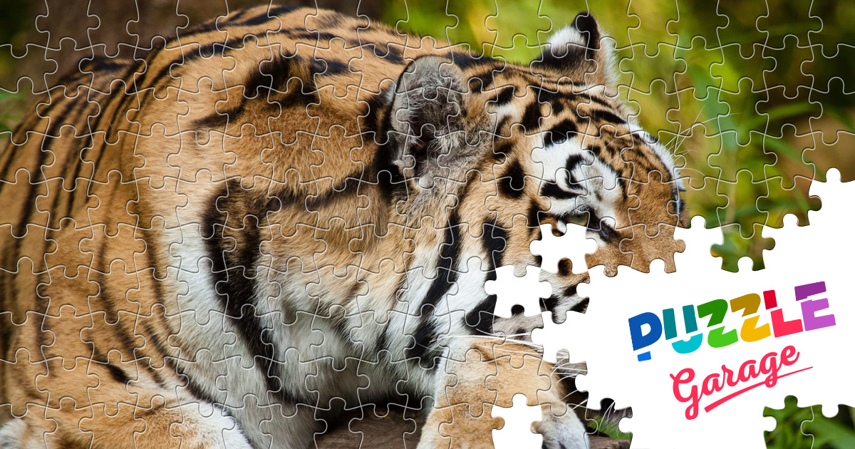 Siberian tiger Jigsaw Puzzle (Animals, Mammals) | Puzzle Garage