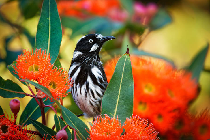 Uccello tra i fiori