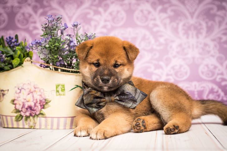 Shiba Inu-puppy