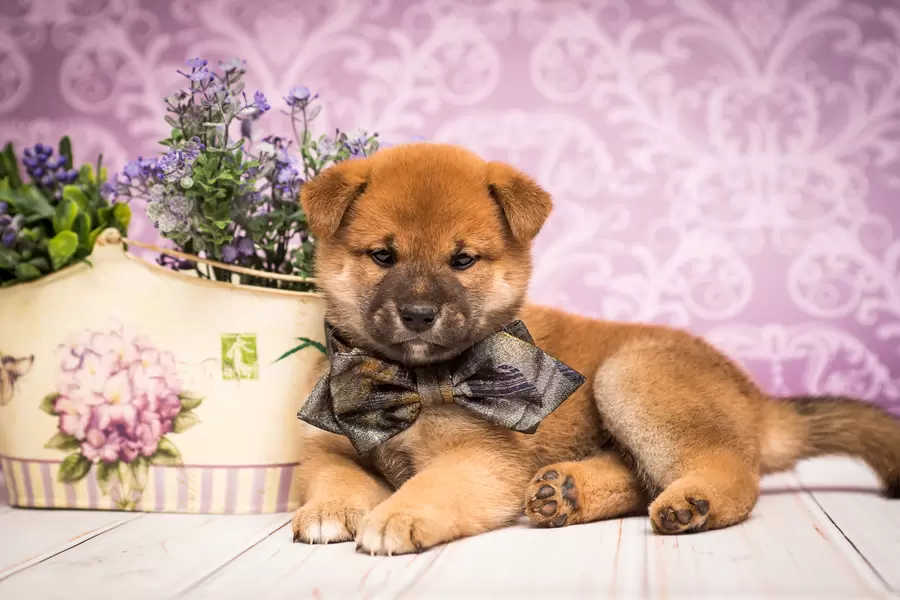 Shiba Inu kutsikas