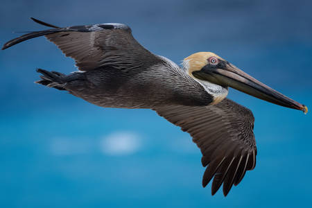 Pelikan i flygning