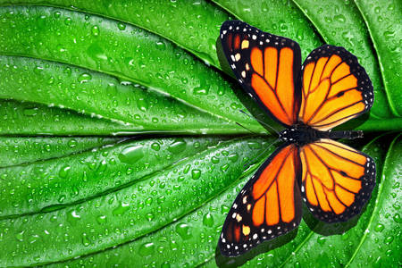 Motyl monarcha na zielonym liściu