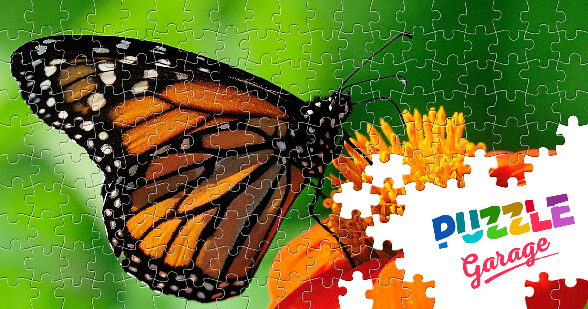 Butterfly - Jigsaw Puzzles Online