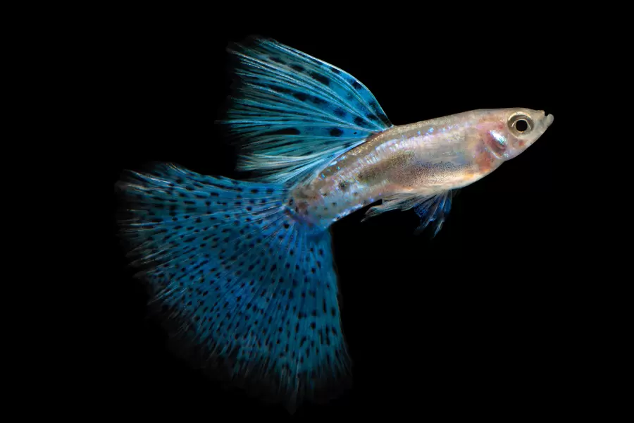 Blauwe guppy vis