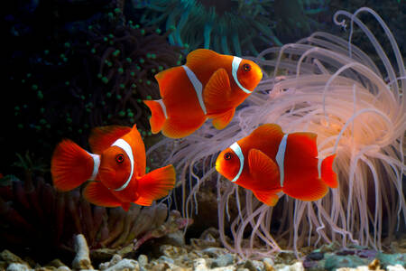 Mercan resiflerinde palyaço balığı