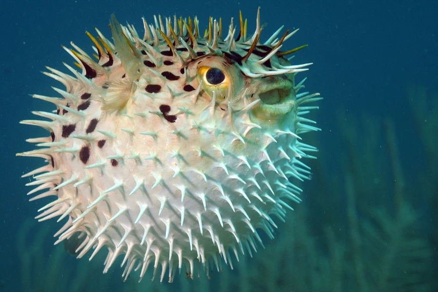 Bandtail puffer