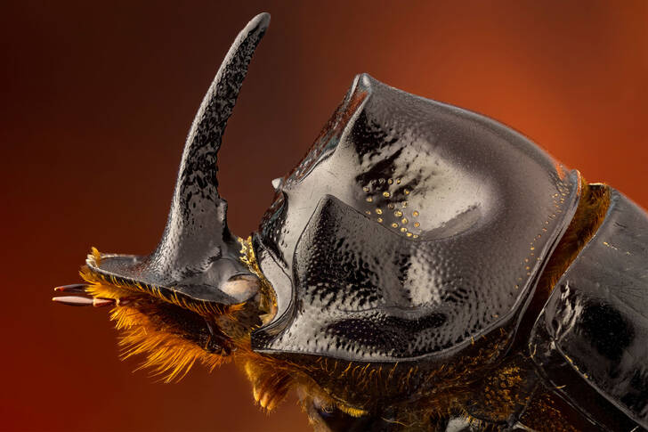 Macro photo of a rhinoceros beetle