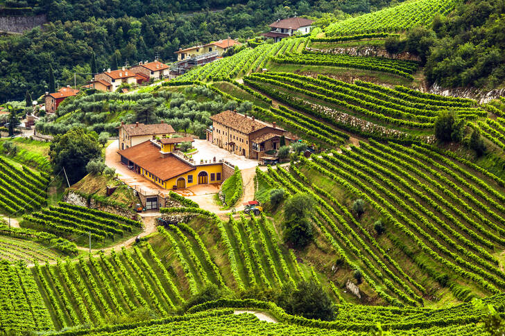 Wineries and vineyards in Valpolicella