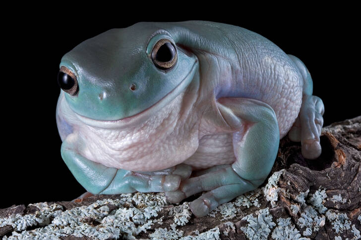 Australian tree frog
