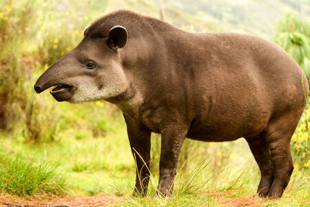 Plains tapir