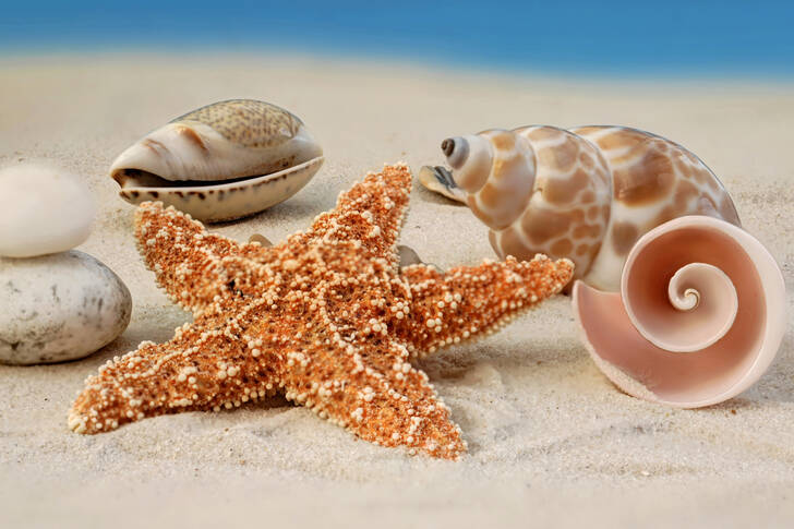 Морска звезда и раковини на плажа