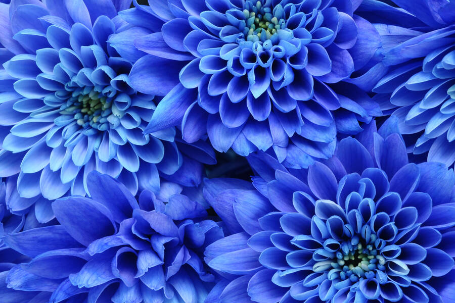 Colorful chrysanthemum Jigsaw Puzzle (Plants, Flowers) | Puzzle Garage