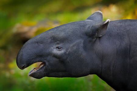 Malaya tapir