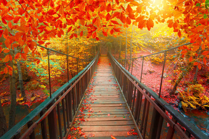 Pont en bois dans la forêt d'automne