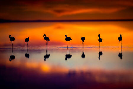 Gün batımında flamingolar