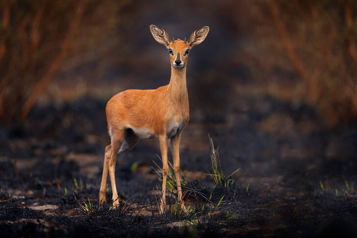 Antilope pygmée