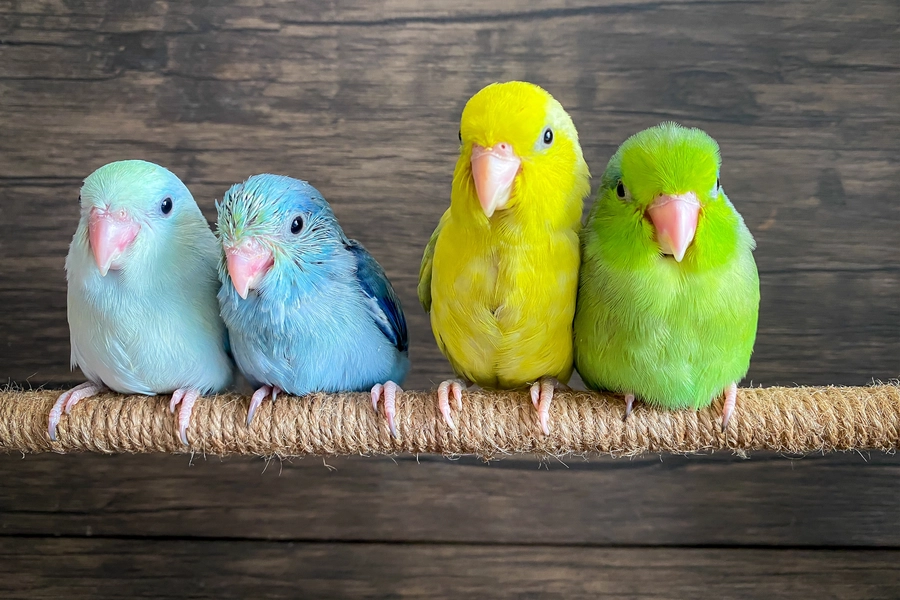 Kleurrijke papegaaien
