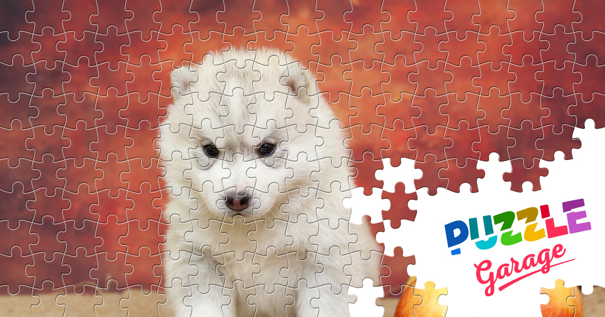 Siberian Husky puppy Jigsaw Puzzle (Animals, Pets) Puzzle Garage