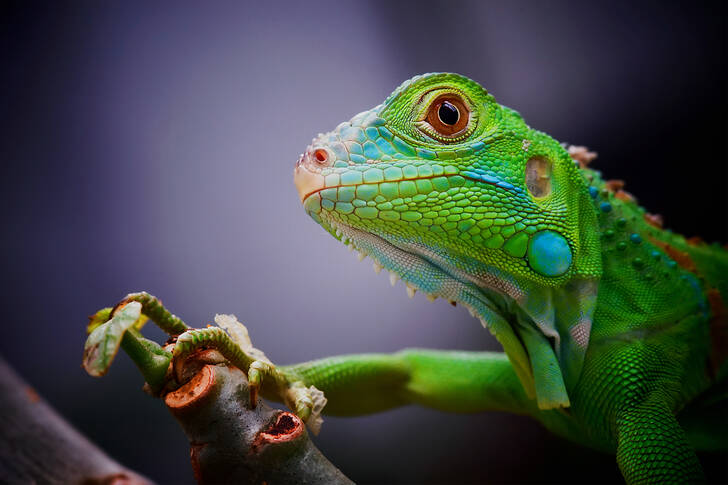 Bebek yeşil iguana