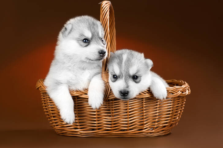 Filhotes Husky em uma cesta
