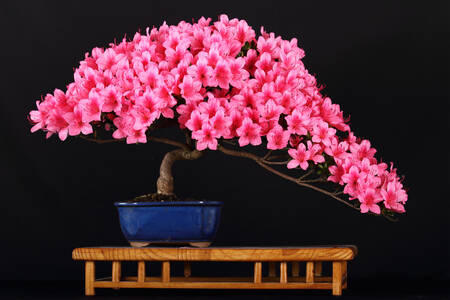 Blommande bonsai