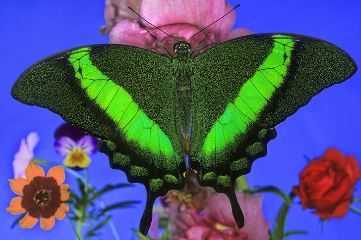 Smaragdgroene vlinder