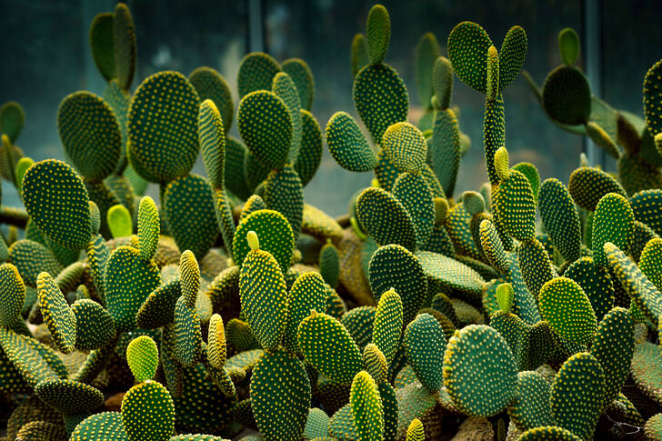 Opuncija kaktus