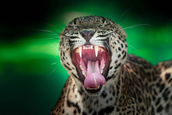 Jaguar bostezando