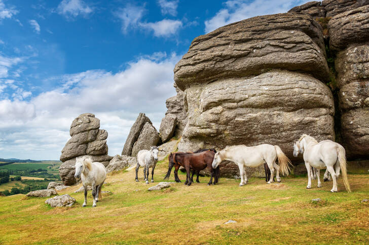 Ponis de Dartmoor en las montañas