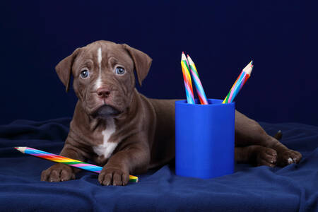 Puppy with colored pencils
