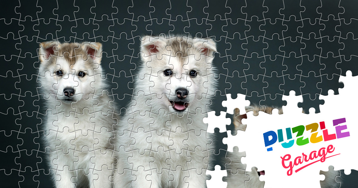 Siberian Huskies Jigsaw Puzzle (Animals, Pets) Puzzle Garage