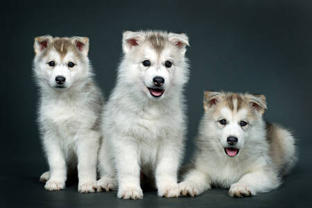 Huskies de Sibérie