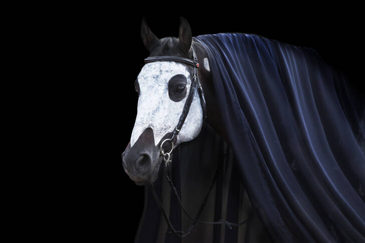 Cavallo su sfondo nero