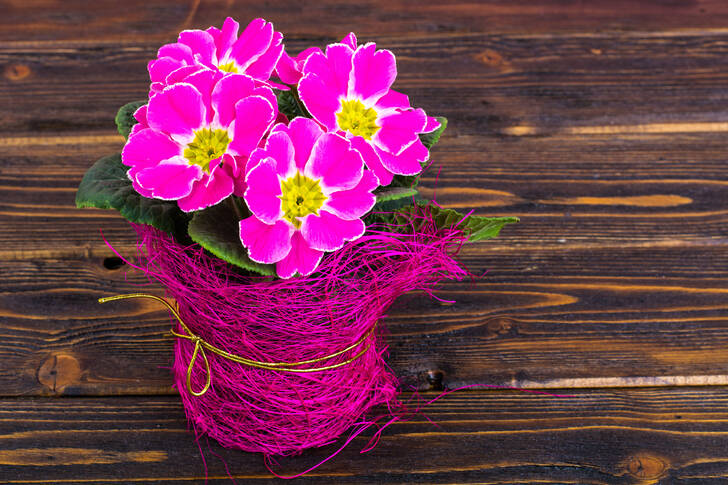 Pink primrose on the table