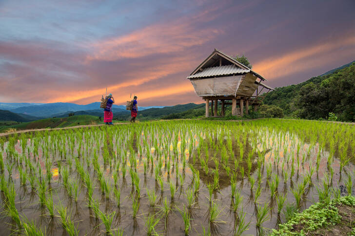 Risfält i Chiang Mai