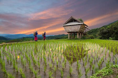 Pola ryżowe w Chiang Mai