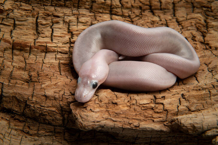 Nyfödd python