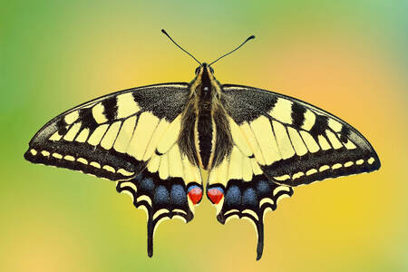 Mariposa Papilio Machaón