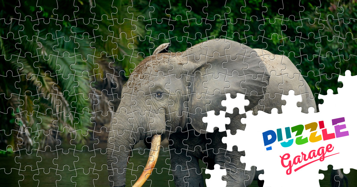 African forest elephant Jigsaw Puzzle (Animals, Mammals) | Puzzle Garage