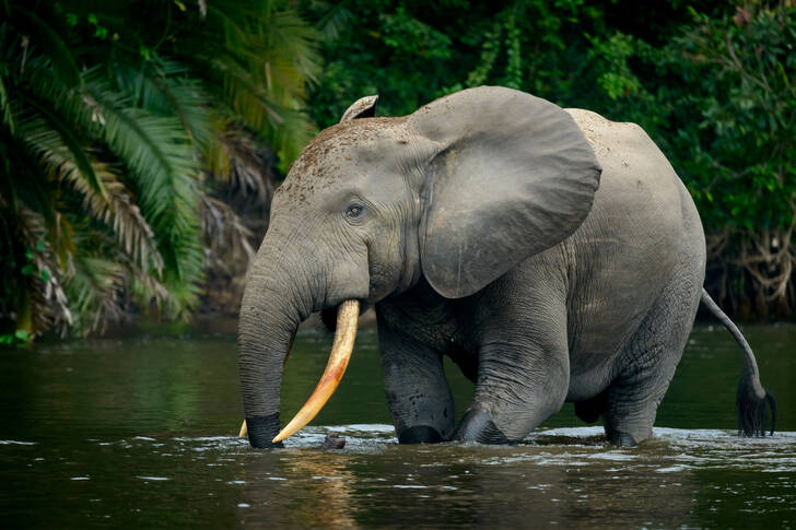 Elefante africano della foresta